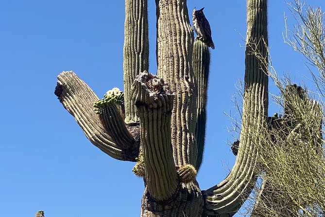 2 Hour Sonoran Desert Private Guided Mountain Bike Tour - A Typical Flow for the Two-Hour Ride