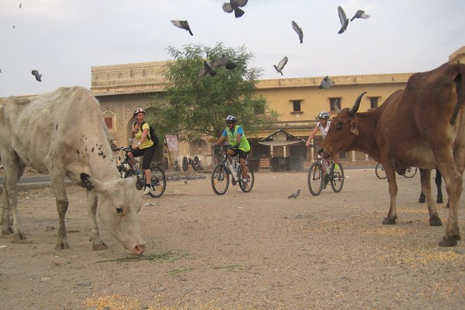 3-Hour Morning Bike Tour of Jaipur - Meet-up at Panch Batti: starting point and timing that matter
