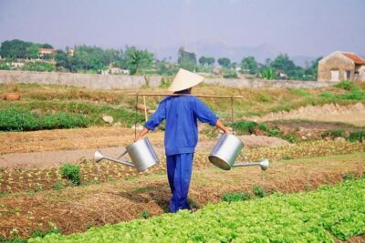 3 Hours Hoi An Countryside Bicycle Tour - Tra Que Herb Vegetable Village: organic greens and a walk you can photograph