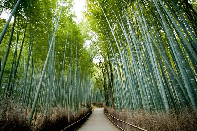 Afternoon Kyoto Bike Tour: Bamboo Forest, Monkeys & Hidden Spots - Key highlights I’d circle first