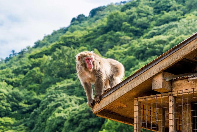 Afternoon Kyoto Bike Tour: Bamboo Forest, Monkeys & Hidden Spots - Meeting at Saga-Arashiyama Station: Simple Logistics, Real Time Saved