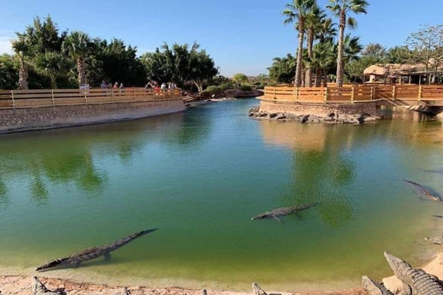 Agadir: Quad Safari with Crocoparc Optional - Crocoparc option in Agadir: what 300 Nile crocodiles looks like