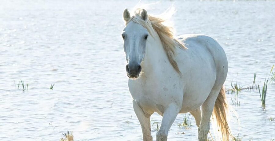 Aigues Mortes: safari en vélo - Ebike tour in Camargue - A guide like Hugo makes the difference