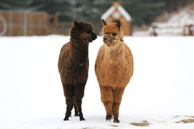 Alpaca World and Nami Island with Gangchon Rail Bike Tour - How This Seoul Day Trip Fits Nami, Alpacas, and a Rail Bike