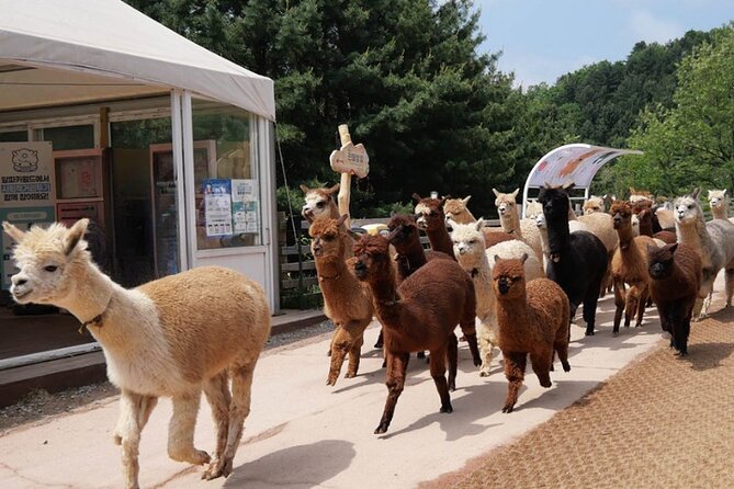 Alpaca World and Nami Island with Gangchon Rail Bike Tour - Gangchon Rail Park and the Rail Bike Ride on Old Tracks