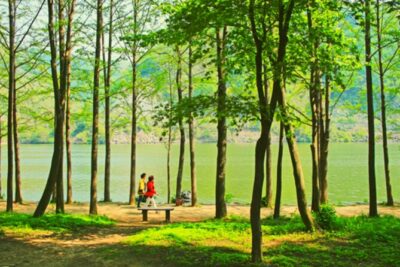 Alpaca World and Nami Island with Gangchon Rail Bike Tour - Alpaca World: More Than Cuddly Photos