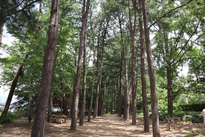 Alpaca World and Nami Island with Gangchon Rail Bike Tour - Who This Tour Suits Best (and Who Might Want a Different Plan)