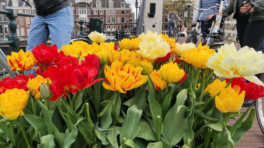 Amsterdam: Off the Beaten Path Bike Tour in French - National Holocaust Names Monument: time for the memory part