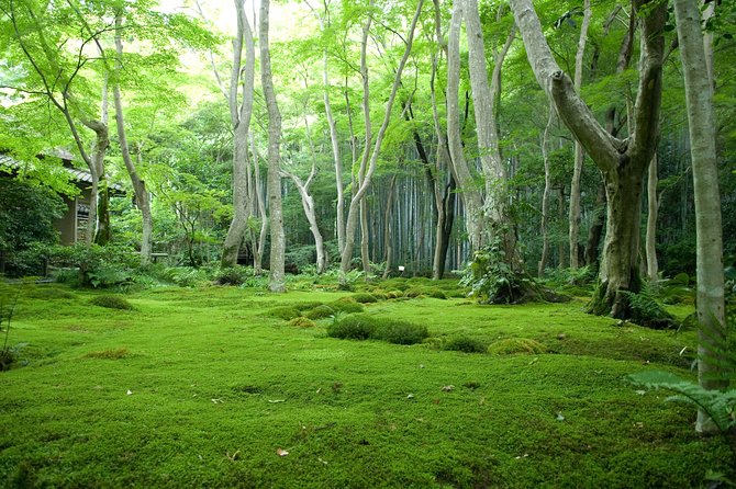 Arashiyama Bamboo Forest E-Biking Tour - Guides, Small Groups, and Why This Feels Personal