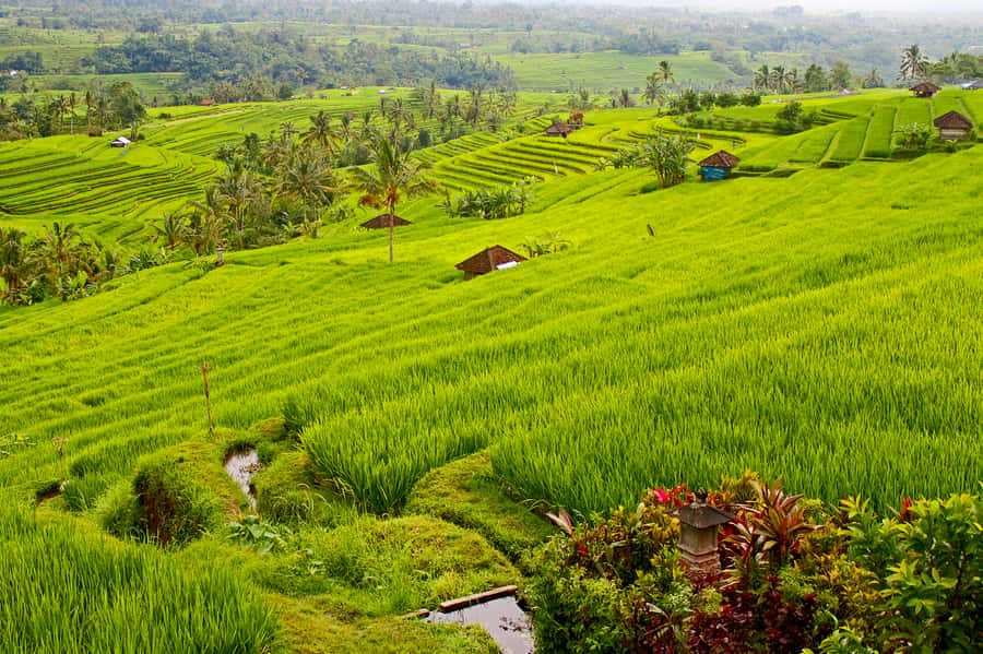 Bali: Jatiluwih Rice Terraces 1 Hour Electric Bike Tour - Why Jatiluwih’s UNESCO rice terraces feel worth your time