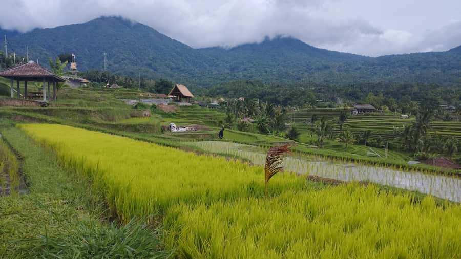 Bali: Jatiluwih Rice Terraces 1 Hour Electric Bike Tour - How the 1-hour e-bike ride actually feels on the ground