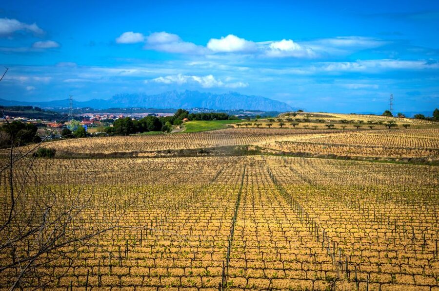 Barcelona: Guided Half-Day Wine and Electric Bike Tour - The Electric Bike Ride: What You’ll Actually Experience