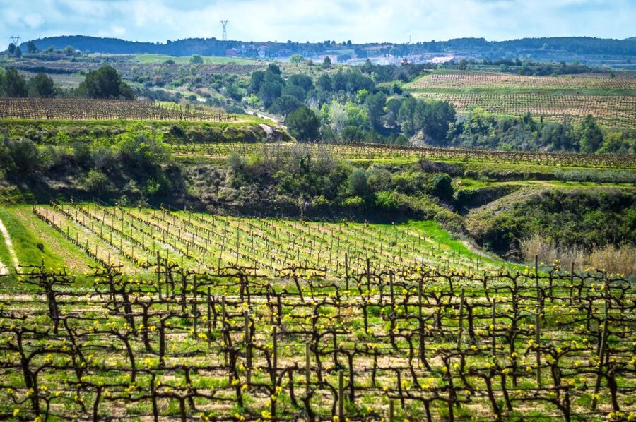 Barcelona: Guided Half-Day Wine and Electric Bike Tour - Winery Visit at a Family-Owned Ecologic Producer