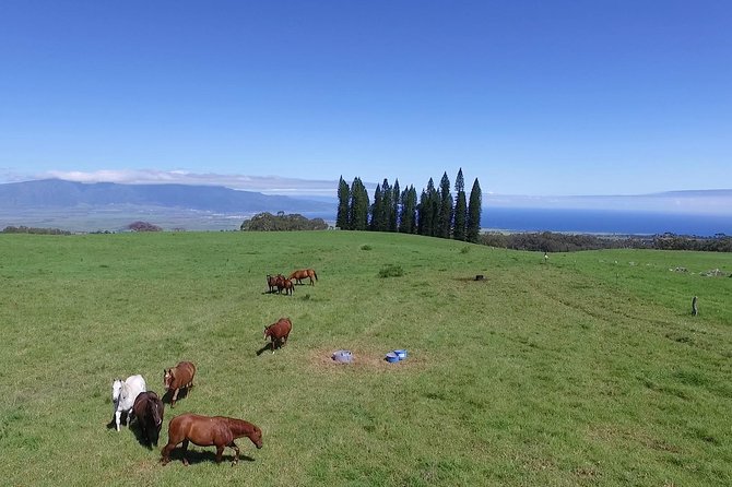 Best Haleakala Downhill Self-Guided Bike Tour with Maui Sunriders - Stop 3: Makawao in Paniolo Country for Lunch, Shops, and Arts