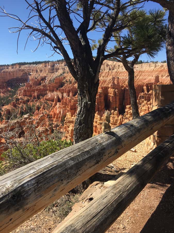 Bryce Canyon National Park: Guided E-Bike Tour - The Paved Bike Path Through High-Desert Forest (Yes, Butterscotch)