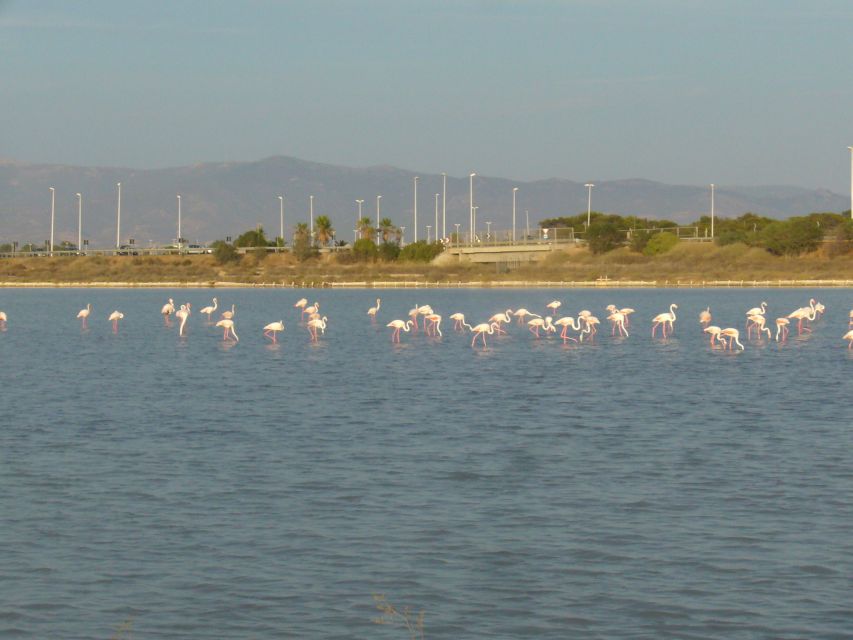 Cagliari: Bike Tour in the Flamingo Oasis - Where You Meet and What You’ll Actually Do on the Bike