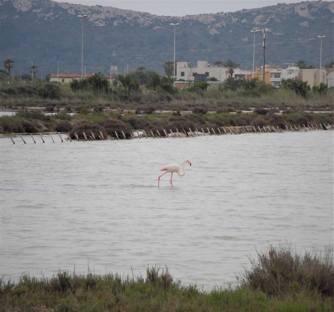Cagliari: Bike Tour in the Flamingo Oasis - Bikes, Safety, and the E-Bike Option If You Want Less Effort