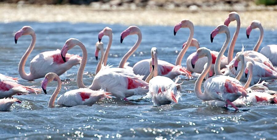 Cagliari E-Bike Tour: Canals & Flamingos at Molentargius - Why the flamingos part works (and when you’ll notice them)