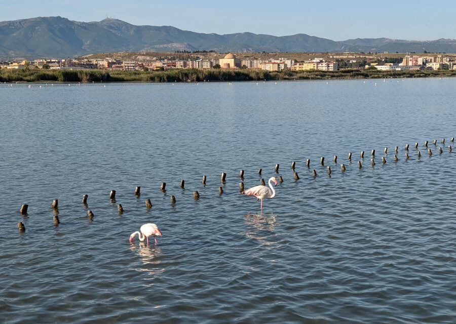 Cagliari E-Bike Tour: Canals & Flamingos at Molentargius - Guides, style, and what you’ll remember