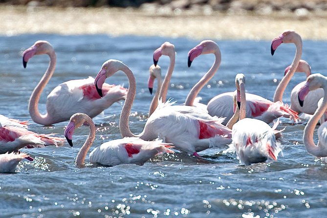 Cagliari E-Bike Tour: Gulf, Canals & Flamingos at Molentargius - Key highlights worth planning for