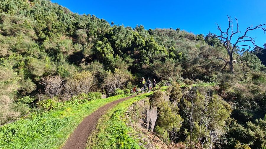 Camacha: Levada Trail e-Bike Guided Tour - Oaks on the way back: finishing the loop with a relaxed descent