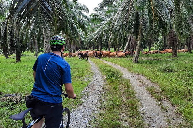 Countryside Cycling Tour. T1.0 by Matahari - Lunch Where the Scenery Isn’t Just for Looking