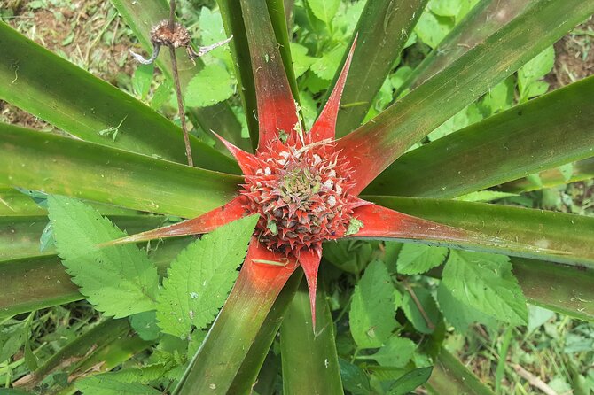 'Discover' Rarotonga Cycling Tour with Lunch - The lunch plan: local food, then a beach swim reset