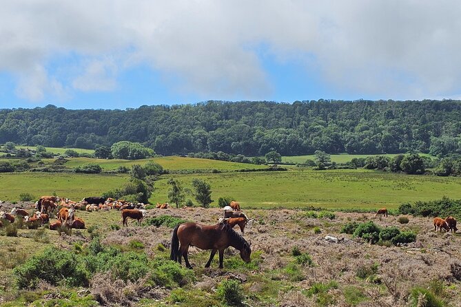 E-Bike excursion to Harrys Rock or Corfé Castle - Studland Beach and Nature Reserve: Photos, Flats, and Fresh Air