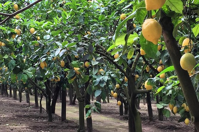 E-Bike Food and Wine Tour in the Sorrento Peninsula - Wine and homemade limoncello with the tastings