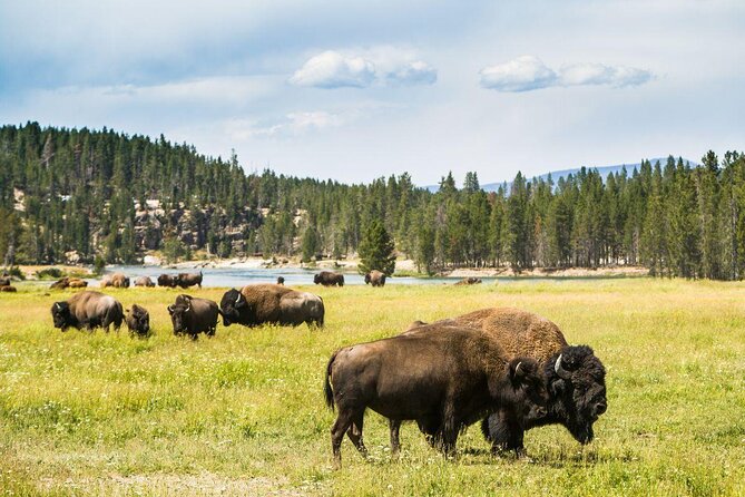 E-Bike Tours in Yellowstone National Park - What You’ll Love Most on This Yellowstone E-bike Tour