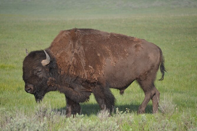 E-Bike Tours in Yellowstone National Park - What’s Included: Helmet, Lock, Water, and the Bike Itself