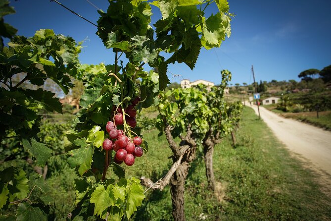 Ebike Tour, Winery, Wine Tasting & Sailing Experience(car option) - The coastline routing: Bogatell, Badalona, and Montgat in real time