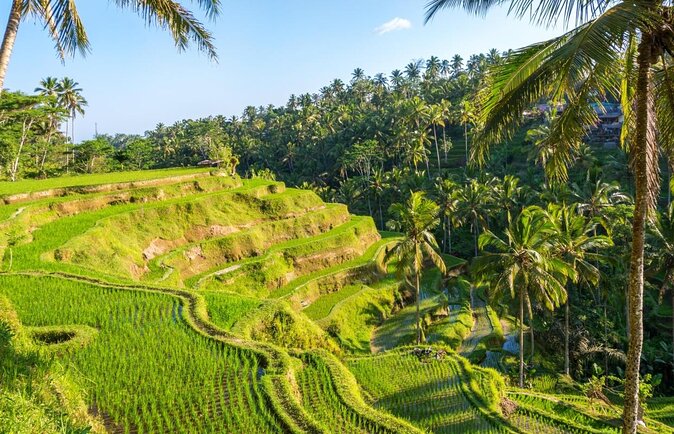 Electric Cycling Tour of Ubud with Free Hotel Transfer and Lunch - Key highlights worth your time