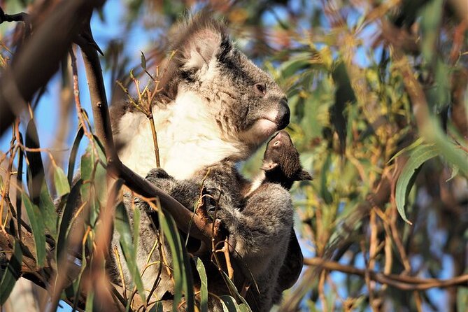 Electric Fat Bike Tour in Kangaroo Island - Koala Sightings Are Guaranteed: How to Make That Work for You