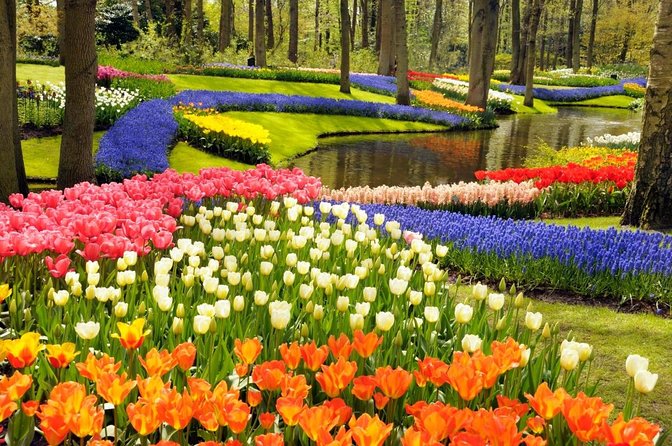 Enjoy the tulip fields by bicycle with a local guide! Tulip bike tour! - Quick highlights of the Tulipbicycletour