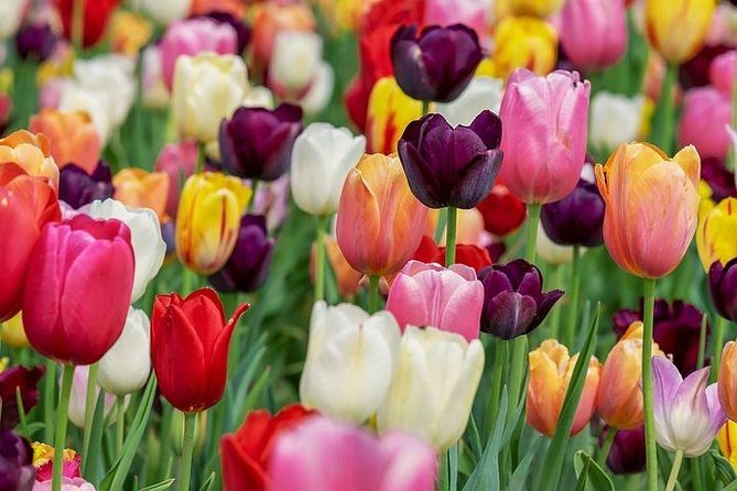 Enjoy the tulip fields by bicycle with a local guide! Tulip bike tour! - Why cycling the bulb region beats a crowded viewpoint