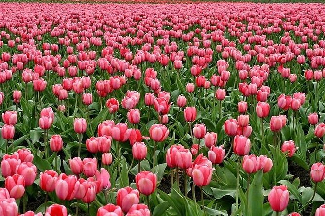 Enjoy the tulip fields by bicycle with a local guide! Tulip bike tour! - Meeting at Restaurant Hanami Lisse: timing and expectations