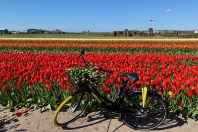 Enjoy the tulip fields by bicycle with a local guide! Tulip bike tour! - Price and what you’re actually getting for $59.47