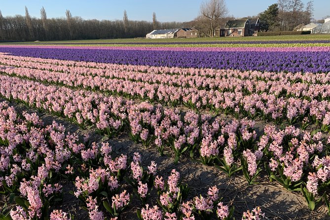 Enjoy the tulip fields by bicycle with a local guide! Tulip bike tour! - Stop 1: Sint Agathakerk, the Cathedral of the Bulb Region