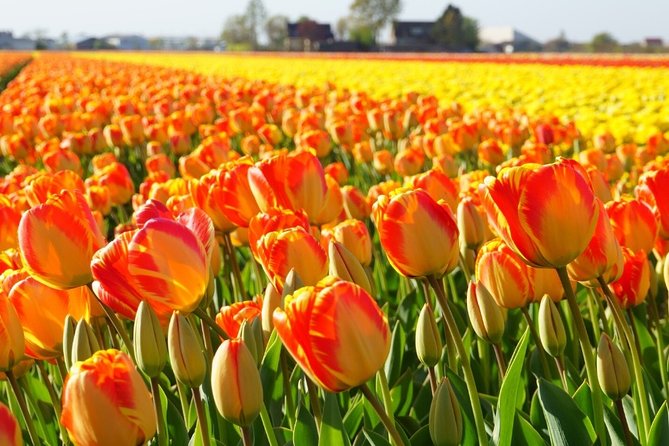 Enjoy the tulip fields by bicycle with a local guide! Tulip bike tour! - Stop 3: De Tulperij greenhouse visit with coffee/tea