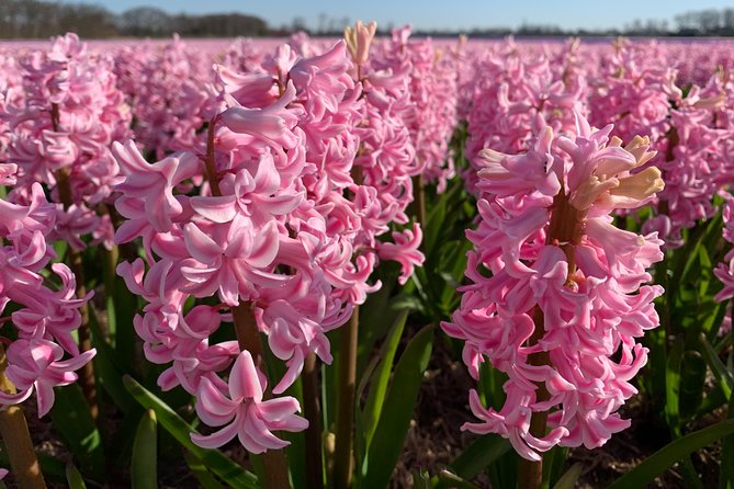 Enjoy the tulip fields by bicycle with a local guide! Tulip bike tour! - Cycling past Keukenhof’s edge: the castle garden photo moment