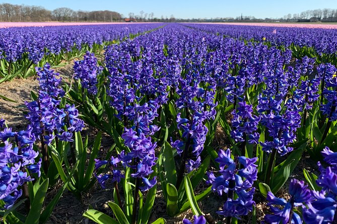 Enjoy the tulip fields by bicycle with a local guide! Tulip bike tour! - Lisse flower fields: how your guide aims for the right week