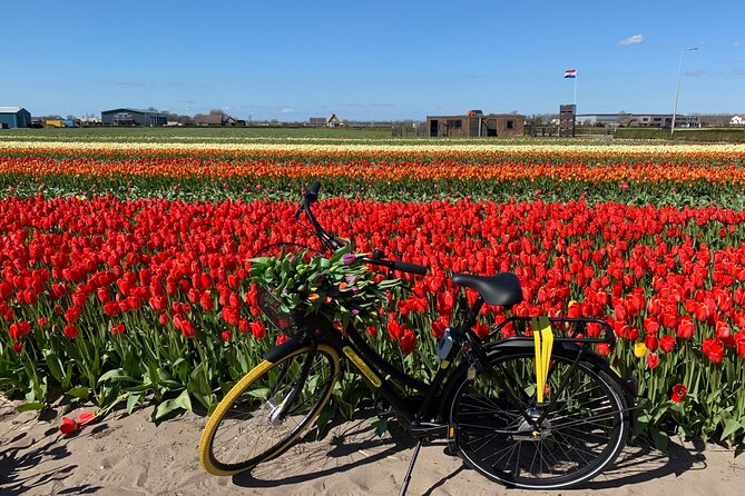Enjoy the tulip fields by bicycle with a local guide! Tulip bike tour! - Price and what you’re actually getting for $59.47