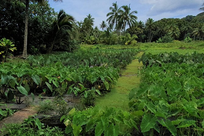 'Explore' Rarotonga Guided Bike Tour with Lunch and Swim - Bikes, helmets, and the small-group advantage