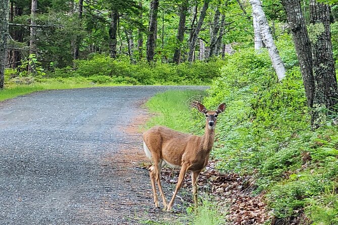Fat Tire E-Bike Rental in Bar Harbor - On the Road: What the Ride Feels Like (and What You’ll Need to Watch)