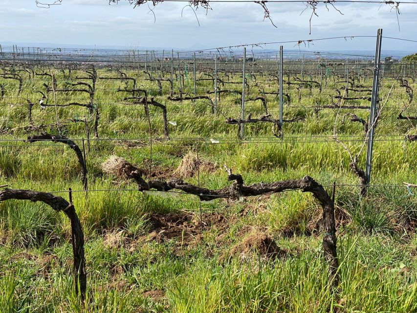 Frascati: Tour in E-Bike with Wine Tasting - Key Things You’ll Notice on This Tour