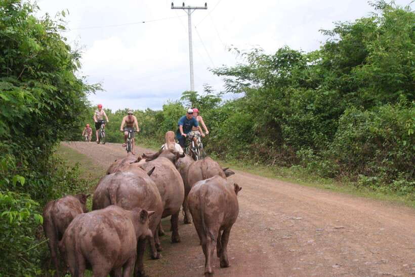 From Luang Prabang: Guided Mountain Bike Tour with Lunch - Nam Ou and Mekong rivers: how hard is the biking, really?