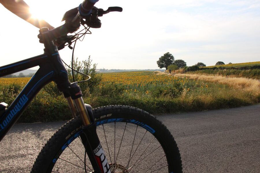 From Siena: Chianti Countryside E-Bike Tour w/ Lunch & Wine - Lunch at a Local Farm: Olive Oil, Seasonal Plates, and Wine