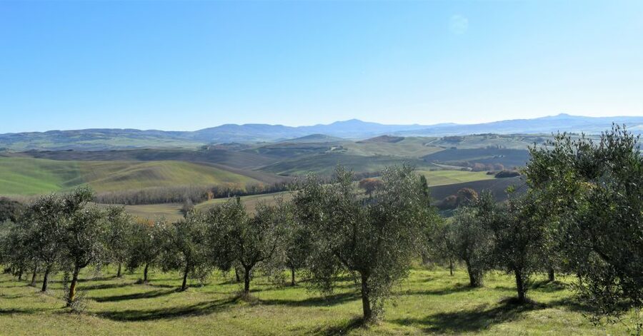 From Siena: Chianti Countryside E-Bike Tour w/ Lunch & Wine - Value: What You’re Paying For at About $203.91 Per Person