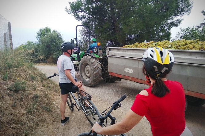 From Sitges: Bike Tour and Winery Visit with Free Hotel Pick Up. - The route on two wheels: vineyards first, then the cava cellar